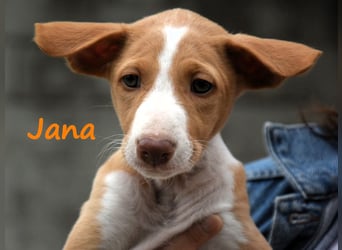 Jana2 geb. 03/2025 (in Deutschland) - bezaubernde Podenco Ibicenco Junghündin!