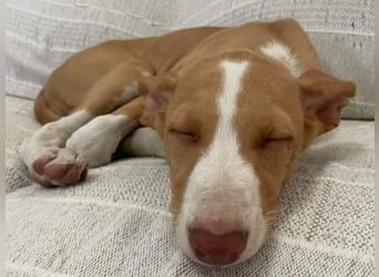 Jana2 geb. 03/2025 (in Deutschland) - bezaubernde Podenco Ibicenco Junghündin!