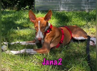 Jana2 geb. 03/2025 (in Deutschland) - bezaubernde Podenco Ibicenco Junghündin!
