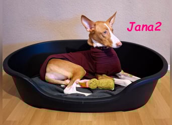 Jana2 geb. 03/2025 (in Deutschland) - bezaubernde Podenco Ibicenco Junghündin!