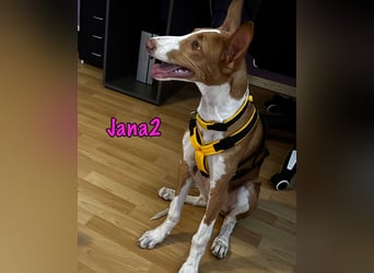 Jana2 geb. 03/2025 (in Deutschland) - bezaubernde Podenco Ibicenco Junghündin!