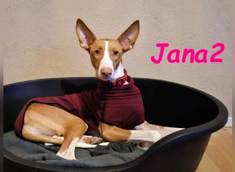 Jana2 geb. 03/2025 (in Deutschland) - bezaubernde Podenco Ibicenco Junghündin!