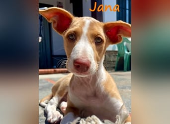 Jana2 geb. 03/2025 (in Deutschland) - bezaubernde Podenco Ibicenco Junghündin!