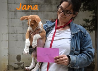 Jana2 geb. 03/2025 (in Deutschland) - bezaubernde Podenco Ibicenco Junghündin!