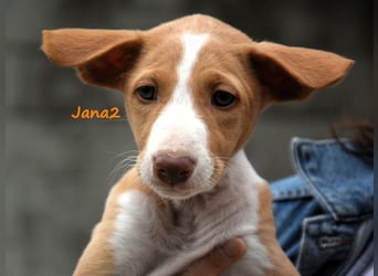 Jana2 geb. 03/2025 (in Deutschland) - bezaubernde Podenco Ibicenco Junghündin!