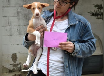 Jana2 geb. 03/2025 (in Deutschland) - bezaubernde Podenco Ibicenco Junghündin!