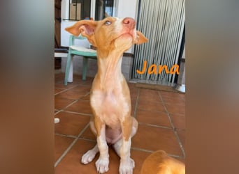 Jana2 geb. 03/2025 (in Deutschland) - bezaubernde Podenco Ibicenco Junghündin!