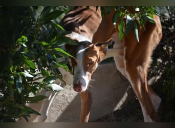 ❤️ PISTOLO❤️