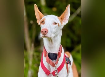 ❤️ CASPER ❤️ ❗Bereits auf Pflegestelle in Deutschland❗