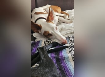 ❤️ CASPER ❤️ ❗Bereits auf Pflegestelle in Deutschland❗