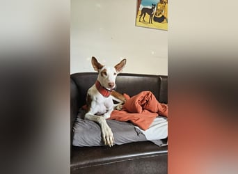 ❤️ CASPER ❤️ ❗Bereits auf Pflegestelle in Deutschland❗