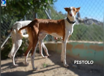 ❤️ PISTOLO❤️