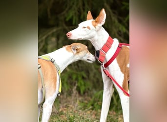 ❤️ CASPER ❤️ ❗Bereits auf Pflegestelle in Deutschland❗