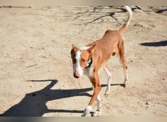 ❤️ PISTOLO❤️