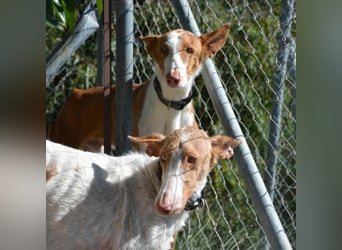 ❤️ PISTOLO❤️