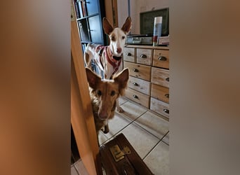 ❤️ CASPER ❤️ ❗Bereits auf Pflegestelle in Deutschland❗