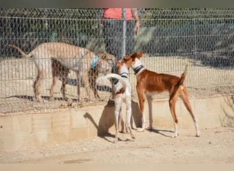 ❤️ PISTOLO❤️