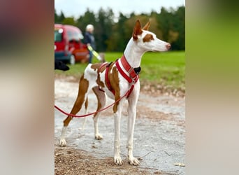 ❤️ CASPER ❤️ ❗Bereits auf Pflegestelle in Deutschland❗