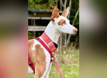 ❤️ CASPER ❤️ ❗Bereits auf Pflegestelle in Deutschland❗