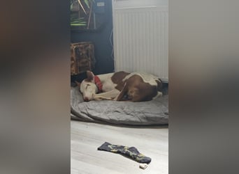 ❤️ CASPER ❤️ ❗Bereits auf Pflegestelle in Deutschland❗