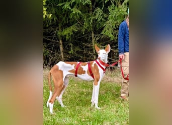 ❤️ CASPER ❤️ ❗Bereits auf Pflegestelle in Deutschland❗