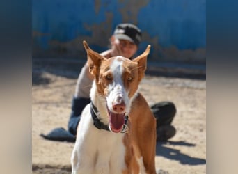 ❤️ PISTOLO❤️