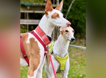 ❤️ CASPER ❤️ ❗Bereits auf Pflegestelle in Deutschland❗