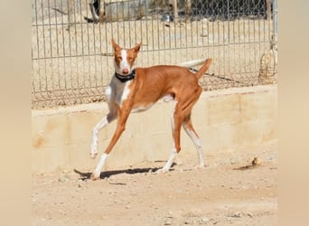 ❤️ PISTOLO❤️