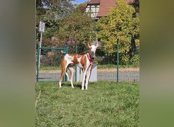 ❤️ CASPER ❤️ ❗Bereits auf Pflegestelle in Deutschland❗