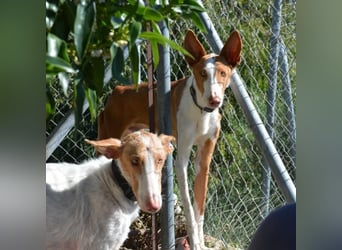 ❤️ PISTOLO❤️