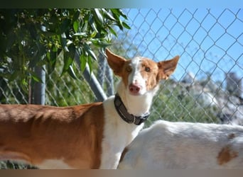 ❤️ PISTOLO❤️