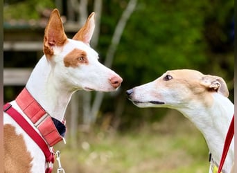 ❤️ CASPER ❤️ ❗Bereits auf Pflegestelle in Deutschland❗