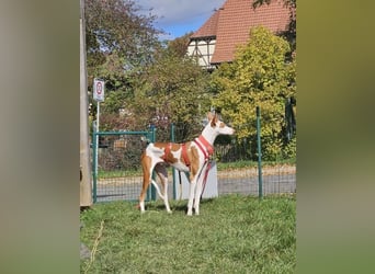 ❤️ CASPER ❤️ ❗Bereits auf Pflegestelle in Deutschland❗