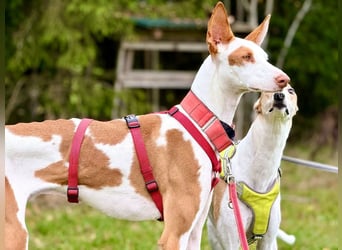 ❤️ CASPER ❤️ ❗Bereits auf Pflegestelle in Deutschland❗
