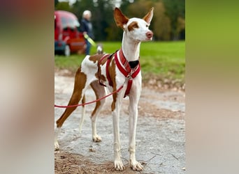 ❤️ CASPER ❤️ ❗Bereits auf Pflegestelle in Deutschland❗