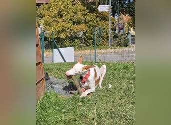 ❤️ CASPER ❤️ ❗Bereits auf Pflegestelle in Deutschland❗