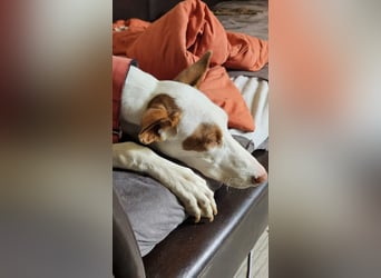 ❤️ CASPER ❤️ ❗Bereits auf Pflegestelle in Deutschland❗