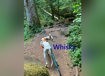 Whisky geb. 08/2023 (in Deutschland) -wundervoller, sozialer und menschenbezogener Podenco Ibicenco!