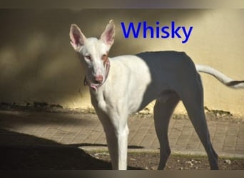 Whisky geb. 08/2023 (in Deutschland) -wundervoller, sozialer und menschenbezogener Podenco Ibicenco!