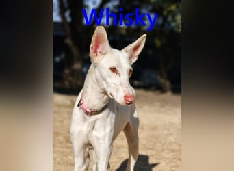 Whisky geb. 08/2023 (in Deutschland) -wundervoller, sozialer und menschenbezogener Podenco Ibicenco!