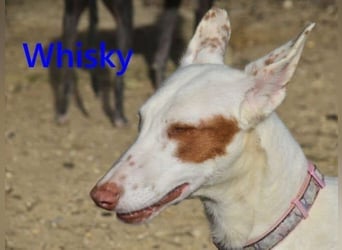 Whisky geb. 08/2023 (in Deutschland) -wundervoller, sozialer und menschenbezogener Podenco Ibicenco!