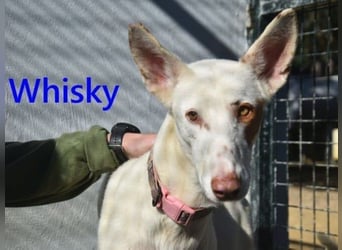 Whisky geb. 08/2023 (in Deutschland) -wundervoller, sozialer und menschenbezogener Podenco Ibicenco!