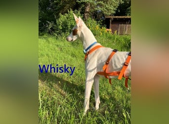 Whisky geb. 08/2023 (in Deutschland) -wundervoller, sozialer und menschenbezogener Podenco Ibicenco!