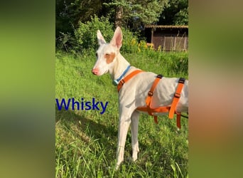 Whisky geb. 08/2023 (in Deutschland) -wundervoller, sozialer und menschenbezogener Podenco Ibicenco!