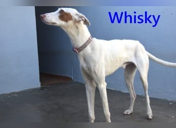 Whisky geb. 08/2023 (in Deutschland) -wundervoller, sozialer und menschenbezogener Podenco Ibicenco!