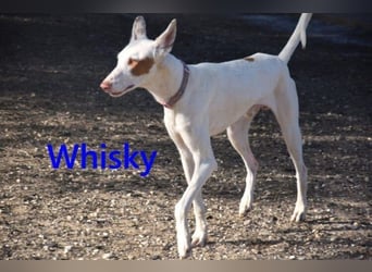 Whisky geb. 08/2023 (in Deutschland) -wundervoller, sozialer und menschenbezogener Podenco Ibicenco!