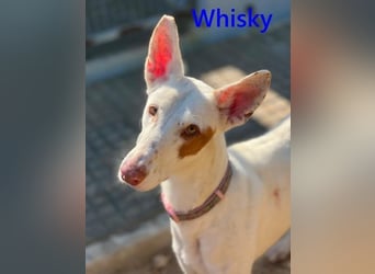 Whisky geb. 08/2023 (in Deutschland) -wundervoller, sozialer und menschenbezogener Podenco Ibicenco!