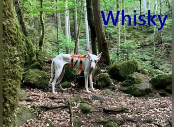Whisky geb. 08/2023 (in Deutschland) -wundervoller, sozialer und menschenbezogener Podenco Ibicenco!