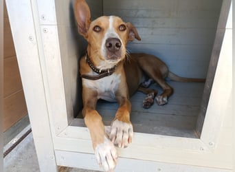 Vino (CO) toller Hund mit viel Geduld
