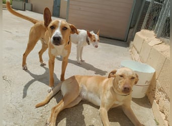 Vino (CO) toller Hund mit viel Geduld